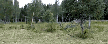 The+grassy+knoll_9d0435_5286414.gif