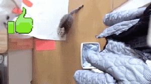 Thumb Praise Comp 2. .. If you do one for reds, here's an addition. About a year ago someone on here made this at my request because I'm not exactly good at gif editing.