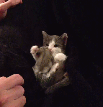 Time for Caturday. .