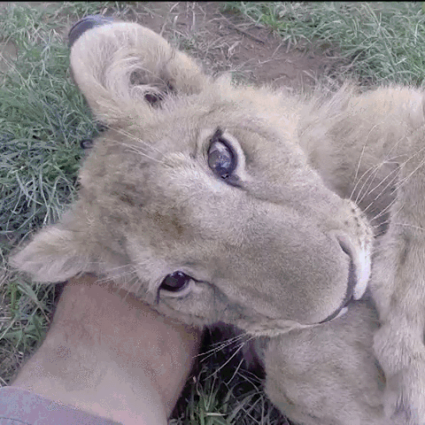 Time for Caturday. .