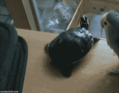 Trolling+lvl+parrot_fdb96f_5417117.gif