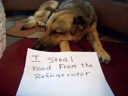 Dog Shaming. .. People calling themselves mommy and daddy to their pets