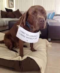 Dog Shaming. .. People calling themselves mommy and daddy to their pets
