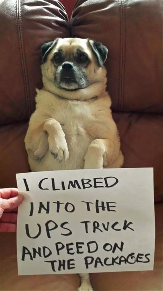 Dog Shaming. .. People calling themselves mommy and daddy to their pets