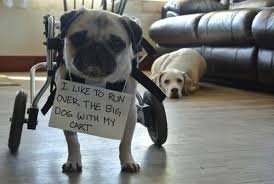 Dog Shaming. .. People calling themselves mommy and daddy to their pets
