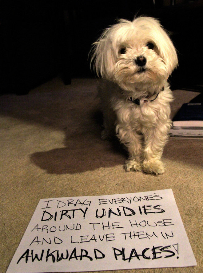 Dog Shaming. .. People calling themselves mommy and daddy to their pets