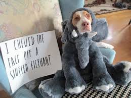 Dog Shaming. .. People calling themselves mommy and daddy to their pets
