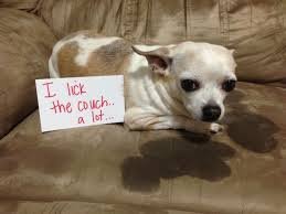 Dog Shaming. .. People calling themselves mommy and daddy to their pets
