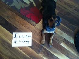 Dog Shaming. .. People calling themselves mommy and daddy to their pets