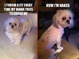 Dog Shaming. .. People calling themselves mommy and daddy to their pets