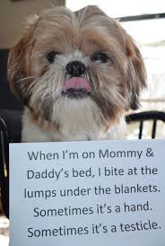 Dog Shaming. .. People calling themselves mommy and daddy to their pets