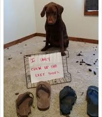 Dog Shaming. .. People calling themselves mommy and daddy to their pets