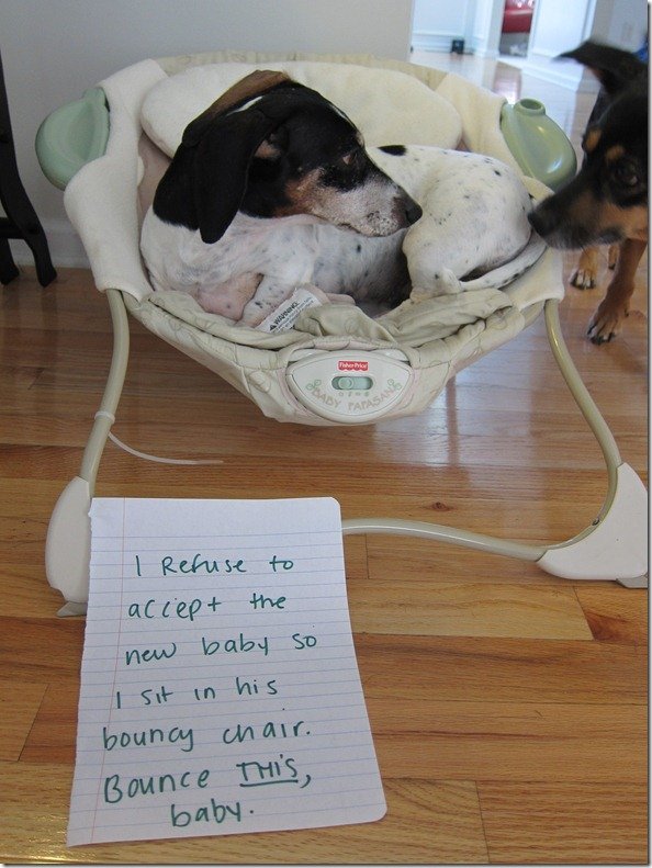 Dog Shaming. .. People calling themselves mommy and daddy to their pets