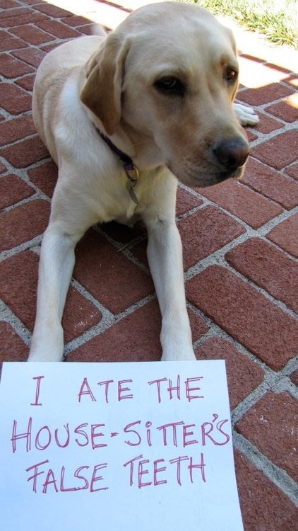 Dog Shaming. .. People calling themselves mommy and daddy to their pets