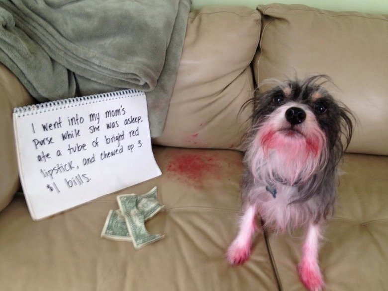 Dog Shaming. .. People calling themselves mommy and daddy to their pets