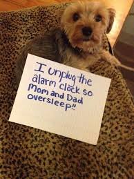 Dog Shaming. .. People calling themselves mommy and daddy to their pets