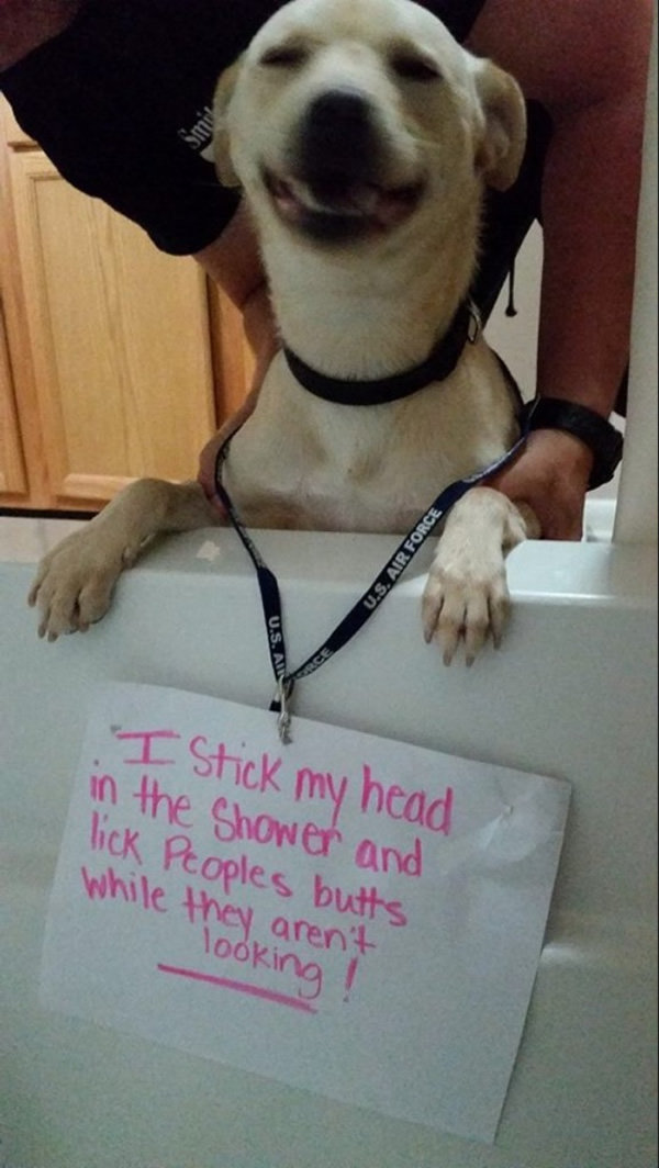 Dog Shaming. .. People calling themselves mommy and daddy to their pets