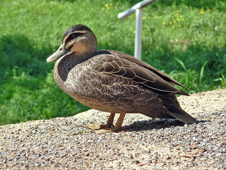 Duck comp. This comp is dedicated to user tepidteal.