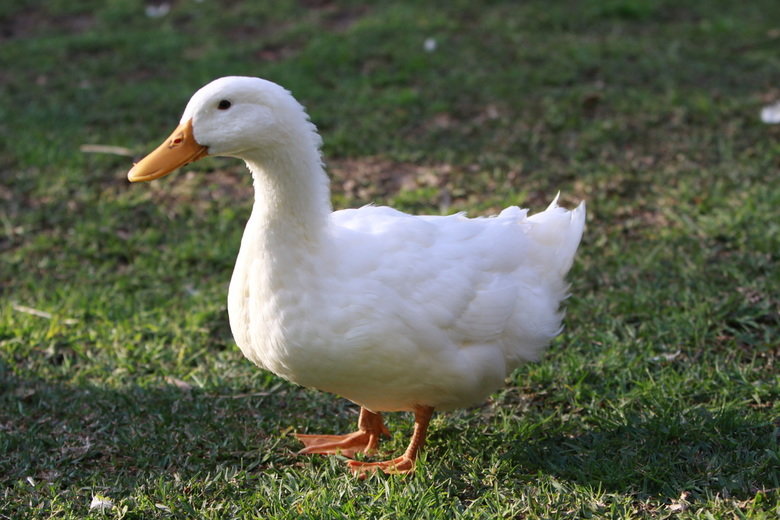 Duck comp. This comp is dedicated to user tepidteal.