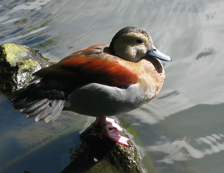 Duck comp. This comp is dedicated to user tepidteal.