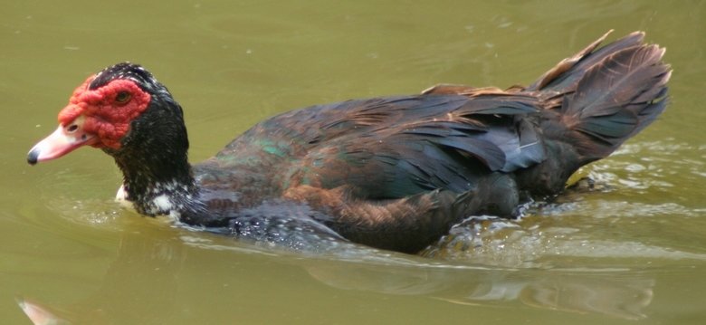 Duck comp. This comp is dedicated to user tepidteal.