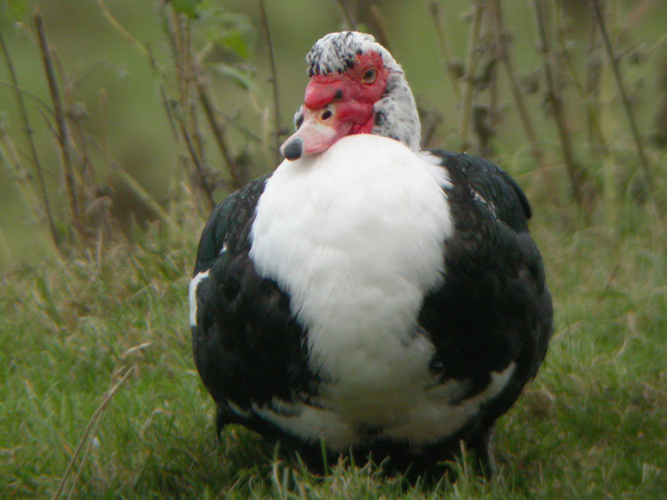 Duck comp. This comp is dedicated to user tepidteal.