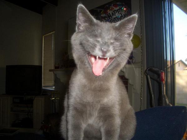 Laughing+cat+_48c246_16296.jpg