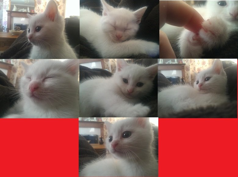 Please read description Please read description. Hello everyone... I have been uploading lots of gifs and pictures of cats, but this one is very dear to my heart, His name is Gideon (M