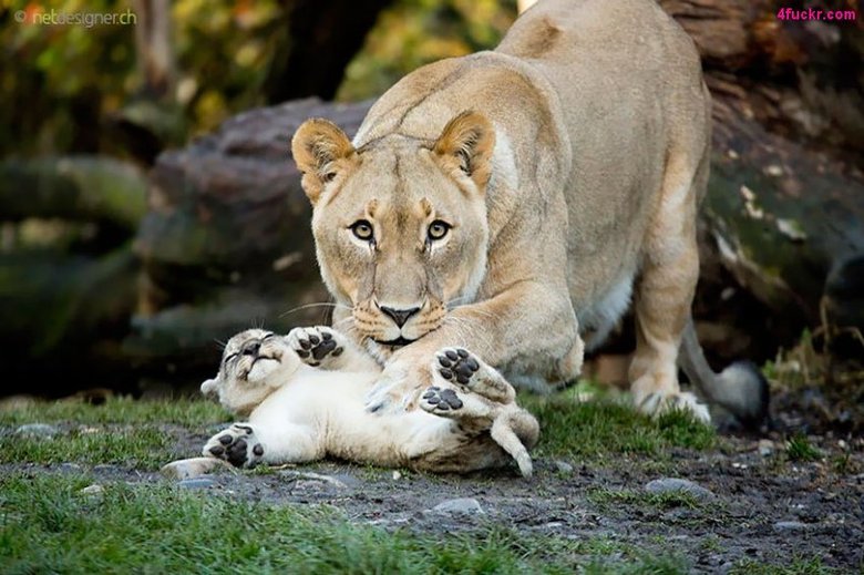 Time for Caturday. .