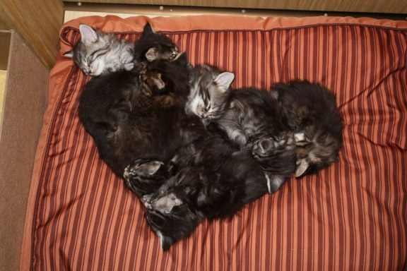 Time for Caturday. .