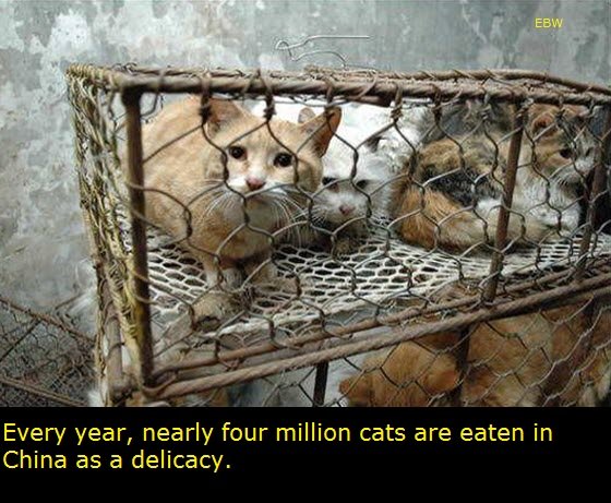 Time to learn about China. According to North Korea, China is the only country in the world who surpasses them. It's not hard to see why with these facts.. Chin