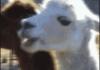 A LAMA!