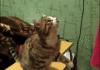 Cats asking for stuff