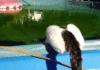 New Sport - Cat Skimming,