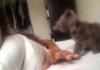 Kitten promptly takes action :)