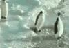 ahaha ass of a penguin