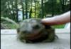 <b>Petting</b> a toad