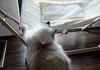 A cat and his hammock