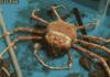 awesome molting crab
