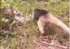 Anteater