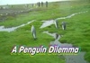 A Penguin Dilemma