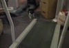 Cats try to understand treadmill.