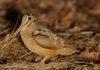 woodcocks are best bird