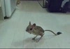 Another Jerboa.