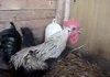 Death Metal Rooster
