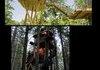 Awesome TreeHouses