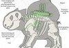 anatomy of a bulbasaur Pokemon