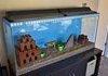 Awesome Fish tank