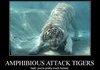 AMPHIBIOUS ATTACK TIGERS