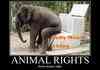 animal rights